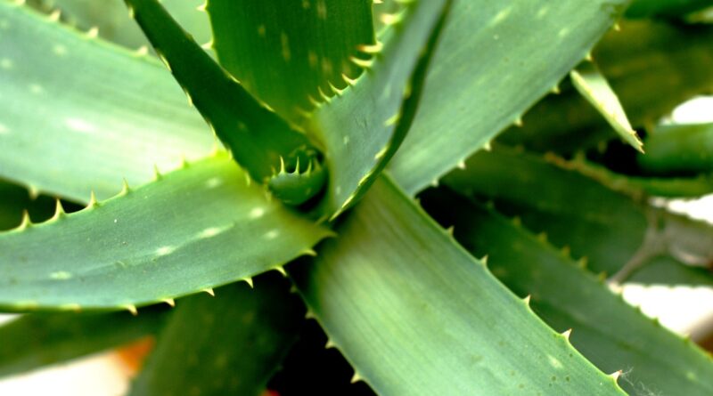 Benefits of Aloe Vera for Your Face